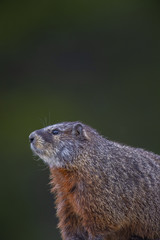 Yellow-bellied Marmot