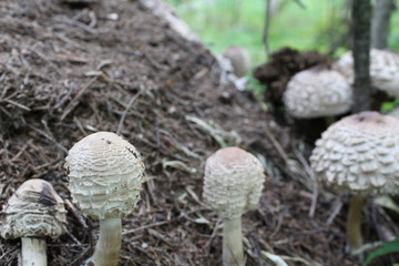 Photo pale grebe on the nest in the woods.