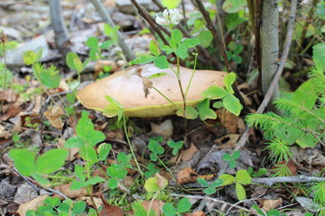 Mushroom mossiness in the summer in the moss under the tree.