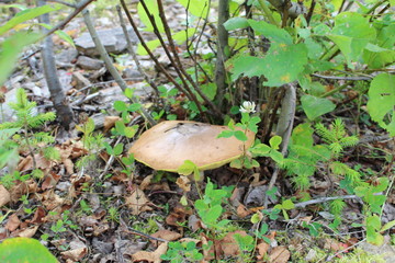 Mushroom mossiness in the summer in the moss under the tree.
