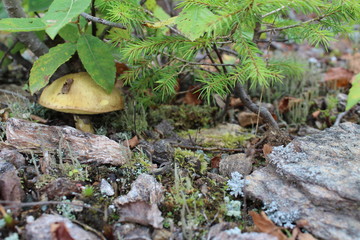 Mushroom mossiness in the summer in the moss under the tree.