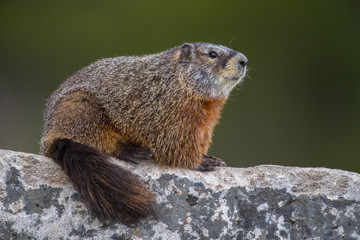Yellow-bellied Marmot
