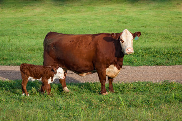 Hereford cow and calf in field  © Susan Hutton