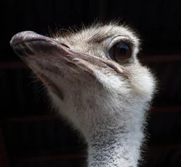 Deurstickers Struisvogel Gewone struisvogel (Struthio camelus L.) portret op een landbouwshow