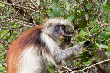 A monkey eats a tree branch. Kirk's red colobus. Africa, Zanzibar.