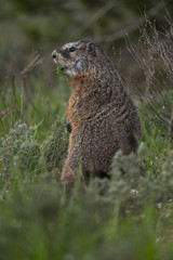 Yellow-bellied Marmot