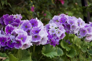 lower, flowers, nature, garden, purple, spring, plant, blossom, floral, summer, green, bloom, flora, beauty, violet, beautiful, color, blooming, petal, leaf, closeup, bright, petals