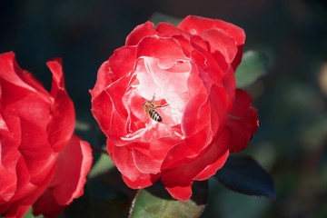 rose, flower, nice, red, bee, beautiful, garden
