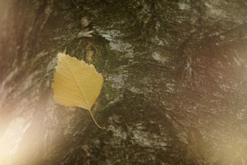 Birch leaf on tree bark.