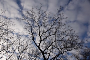 tree, sky, winter, nature, blue, landscape, trees, clouds, season, autumn, white, cloud