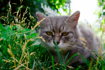 domestic cat outside in the field