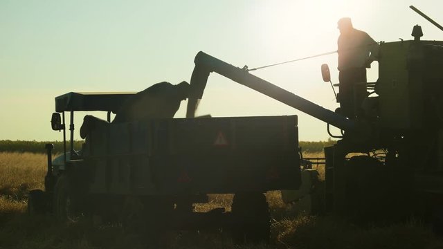 Working farmers, tractor and combine. Harvester harvests crops and pours grain into a truck.