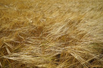 Ripe Barley Field.
