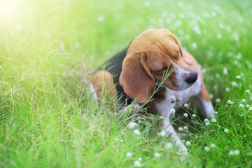 Beagle dog scratching body.