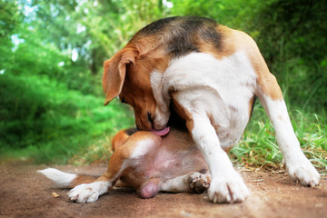Naklejka na ściany i meble Beagle dog scratching body on the rural road with green grass.