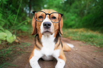 Close up nose and mouth of a cute beagle dog with eyeglass like a nerd.