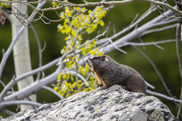 Yellow-bellied Marmot