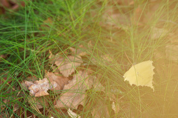Small bright yellow birch leaf on the ground.