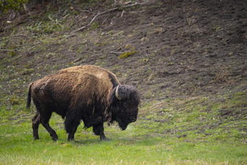 bison (Bison bison), Hayden Valley, Yellowstone NP, Wyoming