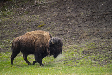 bison (Bison bison), Hayden Valley, Yellowstone NP, Wyoming