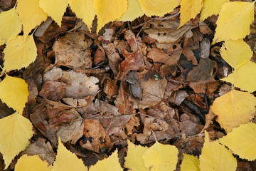 Birch Fall leaves frame.