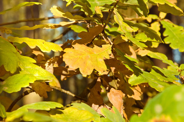 Fototapeta na wymiar Autumn landscape - colored oak leaves on a branch in the park. Background