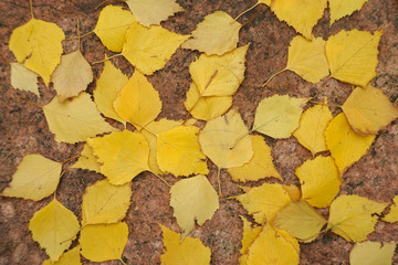 Autumn natural background.