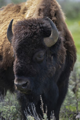 bison (Bison bison), Lammar Valley, Yellowstone NP, Wyoming