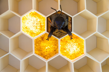 Bee Museum in Pastida Village, Island of Rhodes, Rodos, Greece. A giant bee exhibit.