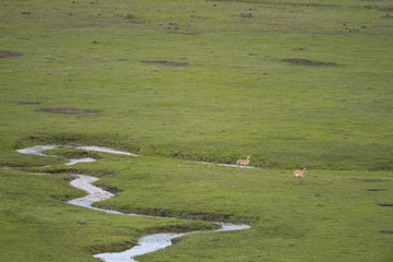 bison (Bison bison), Lammar Valley, Yellowstone NP, Wyoming