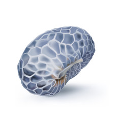 Poppy seeds, Papaver somniferum. 
Hand drawn realistic vector illustration of a blue poppy seed on white background.