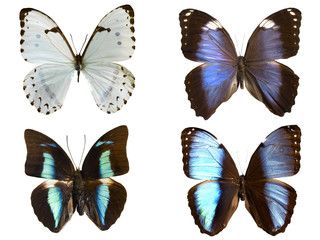 Fototapeta na wymiar butterfly set