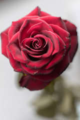Old rose
