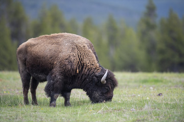 bison (Bison bison), Yellowstone NP, Wyoming