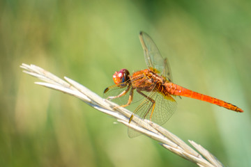 Fototapeta na wymiar Red dragonfly resting still on grass on the camargue national park in provence
