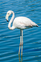 A pink flamingo standing in a lake in Camargue Regional Nature Park in Provence (France)