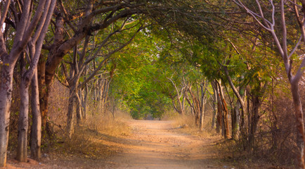 A beautiful pathway in the park