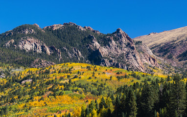 Autumn Aspen Leaves of Victor Colorado