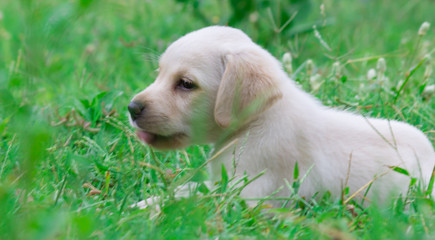 A cute little puppy posing itself in the park  very calmly with a soft blurry green background
