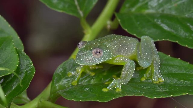 Close-up of the The Resplendent Cochran Frog (Cochranella resplendens) on  a leaf In the rainforest understory, Ecuador.