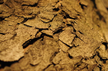 Bark Tree Texture