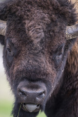 bison (Bison bison), Yellowstone NP, Wyoming