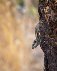 A Squirrel on the tree trunk looking curiously in its natural habitat with a nice soft green blurry background.