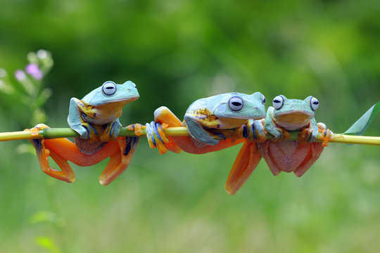 Flying frog on branch, tree frog, Javan tree frog
