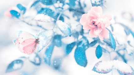 Beautiful delicate butterfly and pink roses with blue leaves in snow and frost in a winter garden....