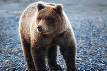 Obraz premium brown bear