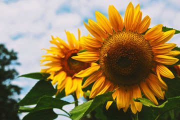 Obraz premium sunflower