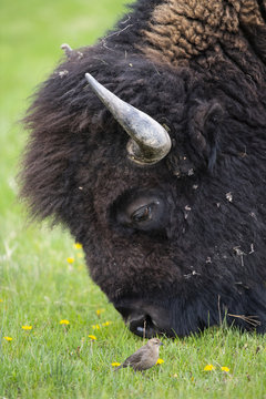 bison (Bison bison), Yellowstone NP, Wyoming