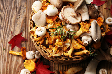 variety of raw mushrooms on wooden table. chanterelle, oyster and other fresh mushrooms.