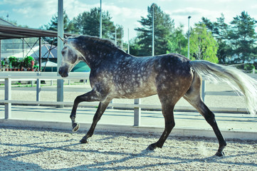 Running  grey sportive horse in manage